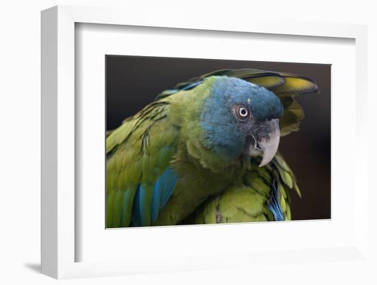 Blue Headed Macaw (Primolius Couloni) One Stretching its Wing over Another-Edwin Giesbers-Framed Photographic Print