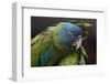 Blue Headed Macaw (Primolius Couloni) One Stretching its Wing over Another-Edwin Giesbers-Framed Photographic Print