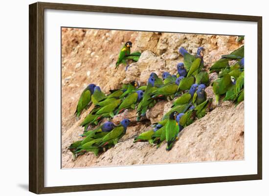 Blue Headed Parrot at Clay Lick-null-Framed Photographic Print