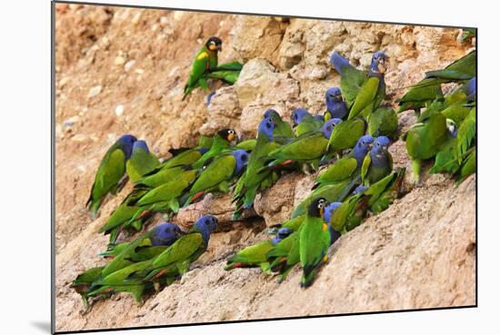 Blue Headed Parrot at Clay Lick-null-Mounted Photographic Print