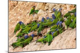 Blue Headed Parrot at Clay Lick-null-Mounted Photographic Print