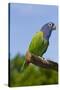 Blue-Headed Parrot (Pionus Menstruus), Captive, Costa Rica South into Bolivia, Brazil-Lynn M^ Stone-Stretched Canvas