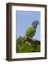 Blue-Headed Parrot (Pionus Menstruus), Captive, Costa Rica South into Bolivia, Brazil-Lynn M^ Stone-Framed Photographic Print