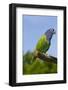 Blue-Headed Parrot (Pionus Menstruus), Captive, Costa Rica South into Bolivia, Brazil-Lynn M^ Stone-Framed Photographic Print