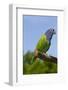 Blue-Headed Parrot (Pionus Menstruus), Captive, Costa Rica South into Bolivia, Brazil-Lynn M^ Stone-Framed Photographic Print