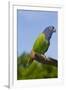 Blue-Headed Parrot (Pionus Menstruus), Captive, Costa Rica South into Bolivia, Brazil-Lynn M^ Stone-Framed Photographic Print