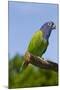 Blue-Headed Parrot (Pionus Menstruus), Captive, Costa Rica South into Bolivia, Brazil-Lynn M^ Stone-Mounted Photographic Print