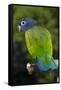 Blue-Headed Parrot (Pionus Menstruus), Captive-Lynn M^ Stone-Framed Stretched Canvas