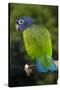 Blue-Headed Parrot (Pionus Menstruus), Captive-Lynn M^ Stone-Stretched Canvas