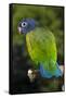 Blue-Headed Parrot (Pionus Menstruus), Captive-Lynn M^ Stone-Framed Stretched Canvas