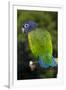 Blue-Headed Parrot (Pionus Menstruus), Captive-Lynn M^ Stone-Framed Photographic Print