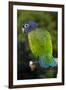 Blue-Headed Parrot (Pionus Menstruus), Captive-Lynn M^ Stone-Framed Photographic Print