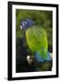 Blue-Headed Parrot (Pionus Menstruus), Captive-Lynn M^ Stone-Framed Photographic Print