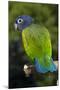 Blue-Headed Parrot (Pionus Menstruus), Captive-Lynn M^ Stone-Mounted Photographic Print