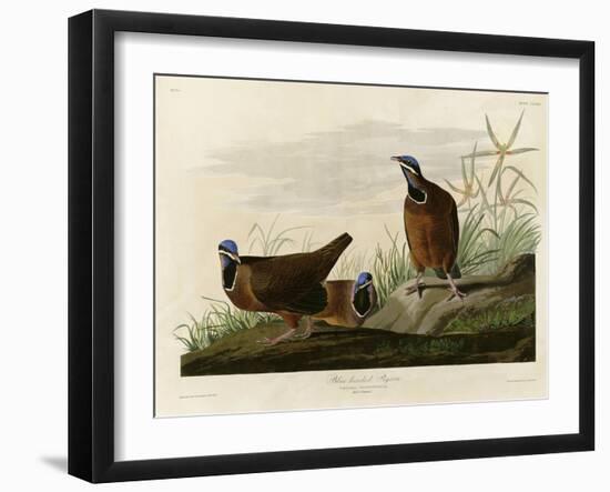 Blue Headed Pigeon-null-Framed Giclee Print