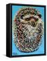 Blue Hedgehog-Carolee Vitaletti-Framed Stretched Canvas