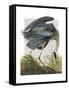 Blue Heron 1-Fab Funky-Framed Stretched Canvas