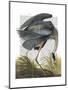 Blue Heron 1-Fab Funky-Mounted Art Print