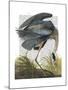 Blue Heron 1-Fab Funky-Mounted Art Print