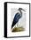 Blue Heron 2-Fab Funky-Framed Stretched Canvas