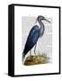 Blue Heron 2-Fab Funky-Framed Stretched Canvas