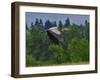 Blue Heron Flying-Steve Terrill-Framed Photographic Print