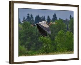 Blue Heron Flying-Steve Terrill-Framed Photographic Print