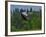 Blue Heron Flying-Steve Terrill-Framed Photographic Print