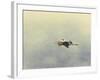 Blue Heron in Flight 2-Jai Johnson-Framed Giclee Print