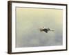 Blue Heron in Flight 2-Jai Johnson-Framed Giclee Print