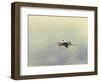 Blue Heron in Flight 2-Jai Johnson-Framed Giclee Print