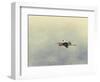 Blue Heron in Flight 2-Jai Johnson-Framed Giclee Print