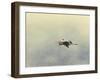 Blue Heron in Flight 2-Jai Johnson-Framed Giclee Print