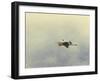 Blue Heron in Flight 2-Jai Johnson-Framed Giclee Print