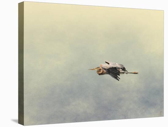 Blue Heron in Flight 2-Jai Johnson-Stretched Canvas