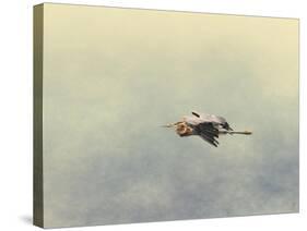 Blue Heron in Flight 2-Jai Johnson-Stretched Canvas