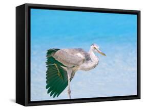 Blue Heron, Maldives, Indian Ocean, Asia-Sakis Papadopoulos-Framed Stretched Canvas