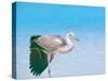 Blue Heron, Maldives, Indian Ocean, Asia-Sakis Papadopoulos-Stretched Canvas