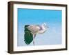 Blue Heron, Maldives, Indian Ocean, Asia-Sakis Papadopoulos-Framed Photographic Print