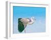 Blue Heron, Maldives, Indian Ocean, Asia-Sakis Papadopoulos-Framed Photographic Print