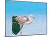 Blue Heron, Maldives, Indian Ocean, Asia-Sakis Papadopoulos-Mounted Photographic Print