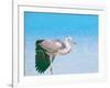 Blue Heron, Maldives, Indian Ocean, Asia-Sakis Papadopoulos-Framed Photographic Print