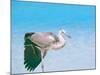 Blue Heron, Maldives, Indian Ocean, Asia-Sakis Papadopoulos-Mounted Photographic Print