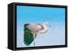 Blue Heron, Maldives, Indian Ocean, Asia-Sakis Papadopoulos-Framed Stretched Canvas