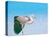 Blue Heron, Maldives, Indian Ocean, Asia-Sakis Papadopoulos-Stretched Canvas