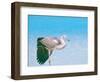 Blue Heron, Maldives, Indian Ocean, Asia-Sakis Papadopoulos-Framed Photographic Print