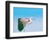 Blue Heron, Maldives, Indian Ocean, Asia-Sakis Papadopoulos-Framed Photographic Print