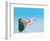 Blue Heron, Maldives, Indian Ocean, Asia-Sakis Papadopoulos-Framed Photographic Print