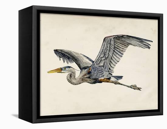 Blue Heron Rendering III-Melissa Wang-Framed Stretched Canvas