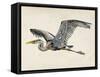 Blue Heron Rendering III-Melissa Wang-Framed Stretched Canvas